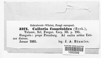 Calloria urticae image